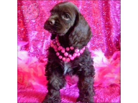 PoulaTo: Cocker Spaniel κουτάβια Κόλι